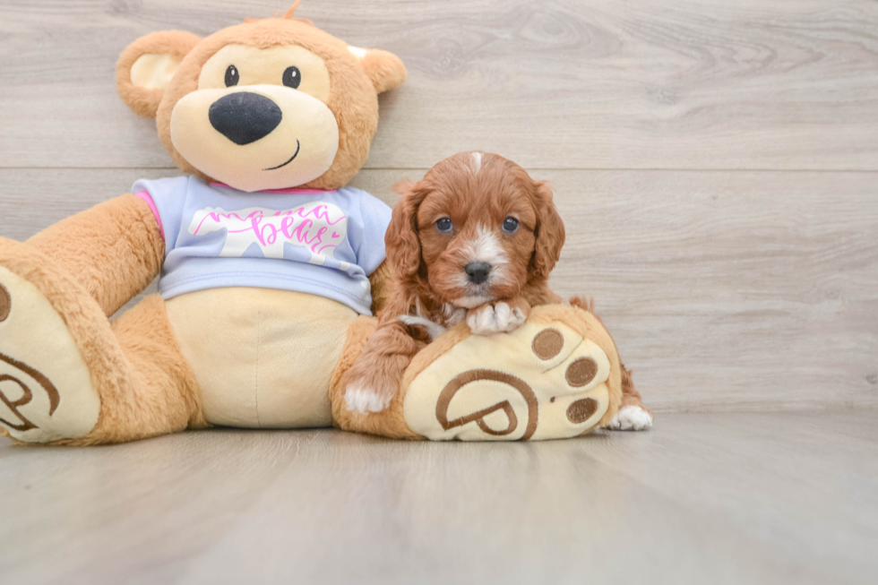 Playful Cavapoodle Poodle Mix Puppy