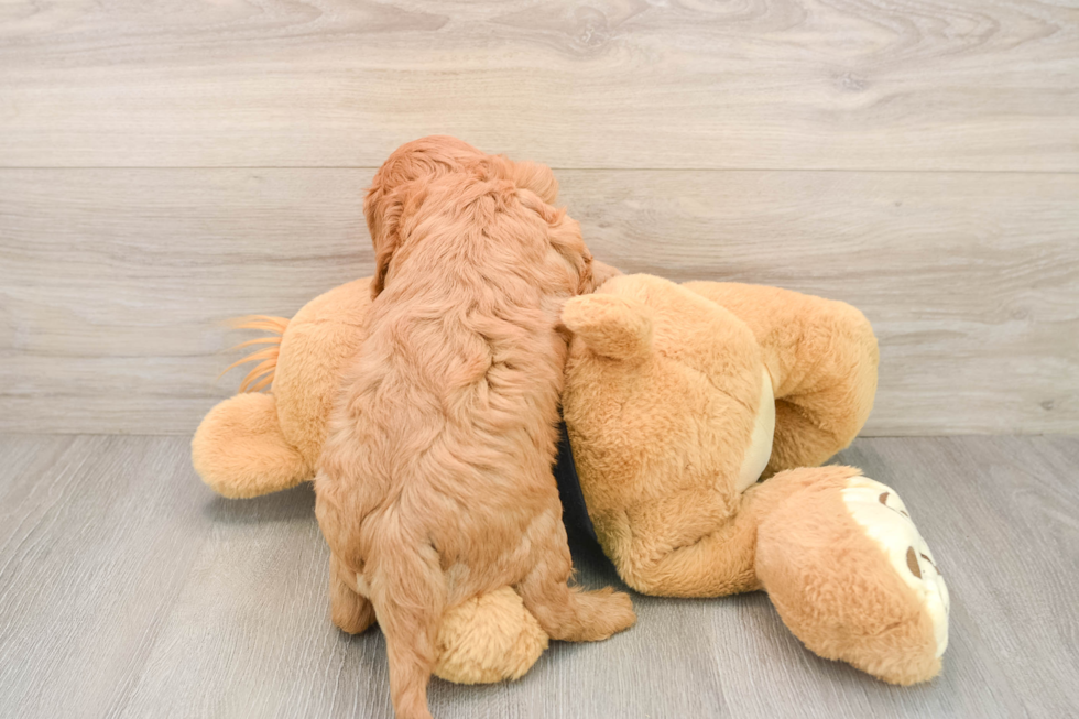Best Cavapoo Baby