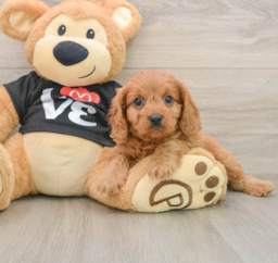7 week old Cavapoo Puppy For Sale - Windy City Pups