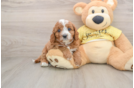 Small Cavapoo Baby