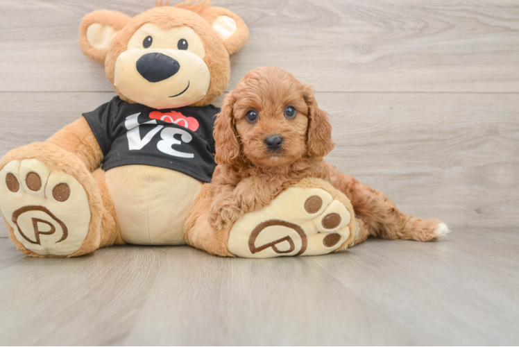 Petite Cavapoo Poodle Mix Pup