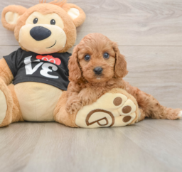 9 week old Cavapoo Puppy For Sale - Windy City Pups