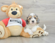 8 week old Cavapoo Puppy For Sale - Windy City Pups