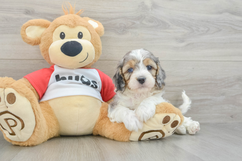 6 week old Cavapoo Puppy For Sale - Windy City Pups