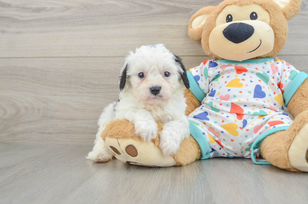 6 week old Cavapoo Puppy For Sale - Windy City Pups