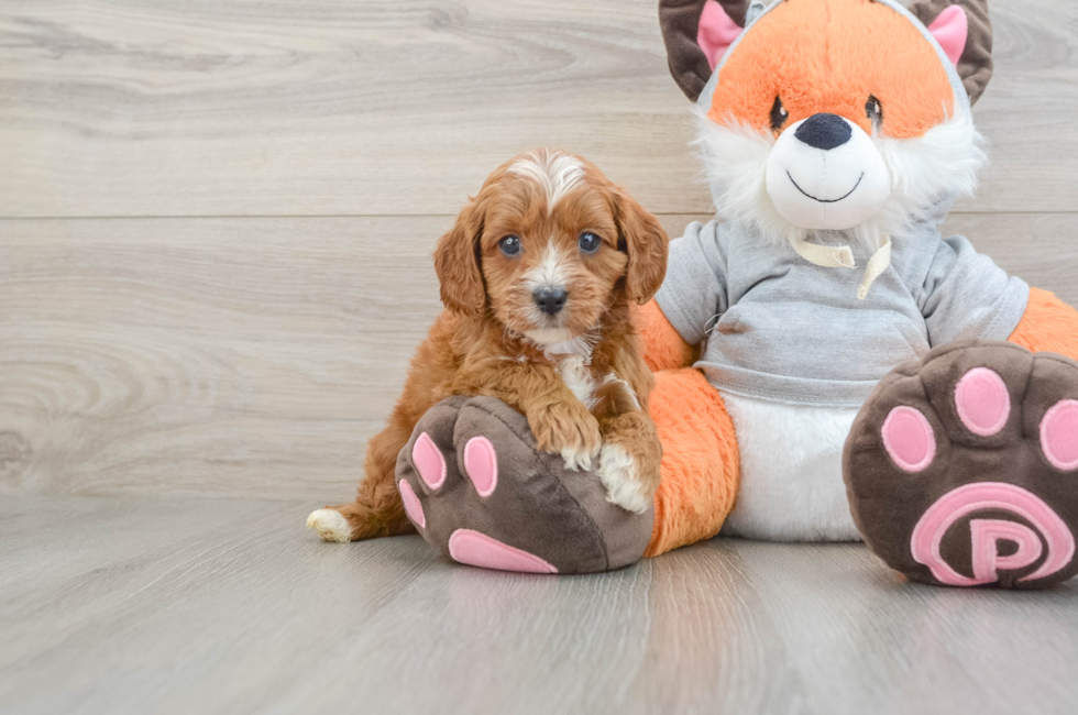 6 week old Cavapoo Puppy For Sale - Windy City Pups