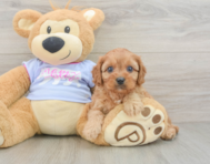 8 week old Cavapoo Puppy For Sale - Windy City Pups