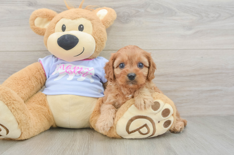 6 week old Cavapoo Puppy For Sale - Windy City Pups