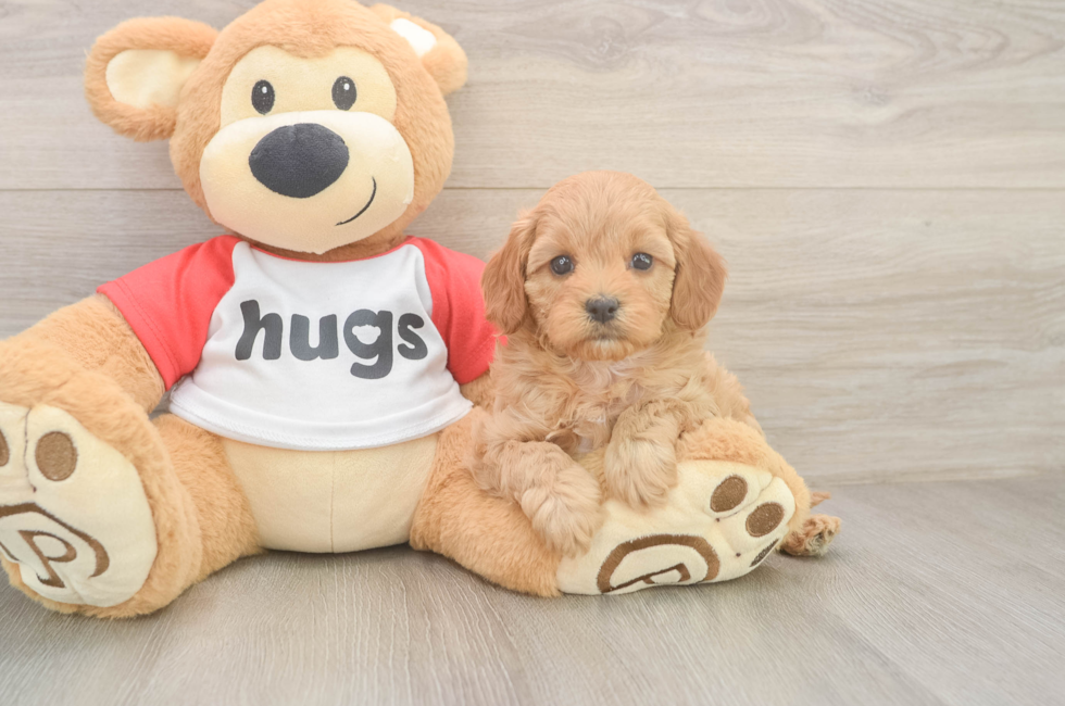 6 week old Cavapoo Puppy For Sale - Windy City Pups