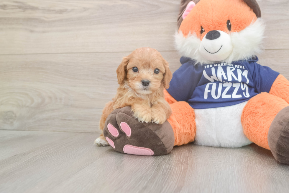 Meet Quill - our Cavapoo Puppy Photo  2/3 - Windy City Pups Smart Cavapoo Poodle Mix Pup