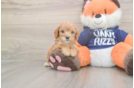 Meet Quill - our Cavapoo Puppy Photo  2/3 - Windy City Pups Smart Cavapoo Poodle Mix Pup