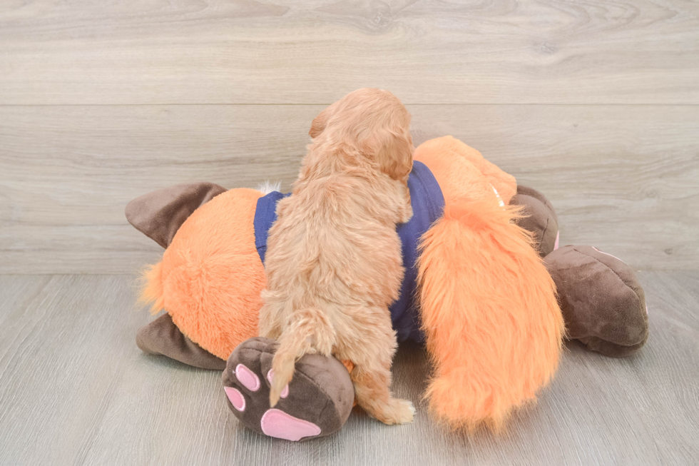 Meet Quill - our Cavapoo Puppy Photo  3/3 - Windy City Pups Best Cavapoo Baby
