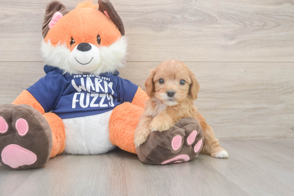 Meet Quill - our Cavapoo Puppy Photo  1/3 - Windy City Pups Cavapoo Pup Being Cute
