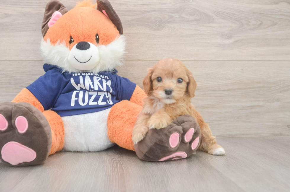 6 week old Cavapoo Puppy For Sale - Windy City Pups
