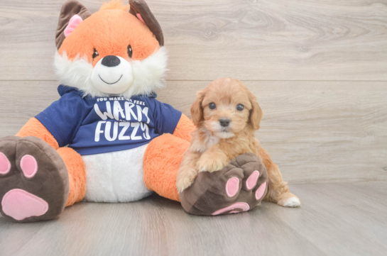 5 week old Cavapoo Puppy For Sale - Windy City Pups Cavapoo Pup Being Cute