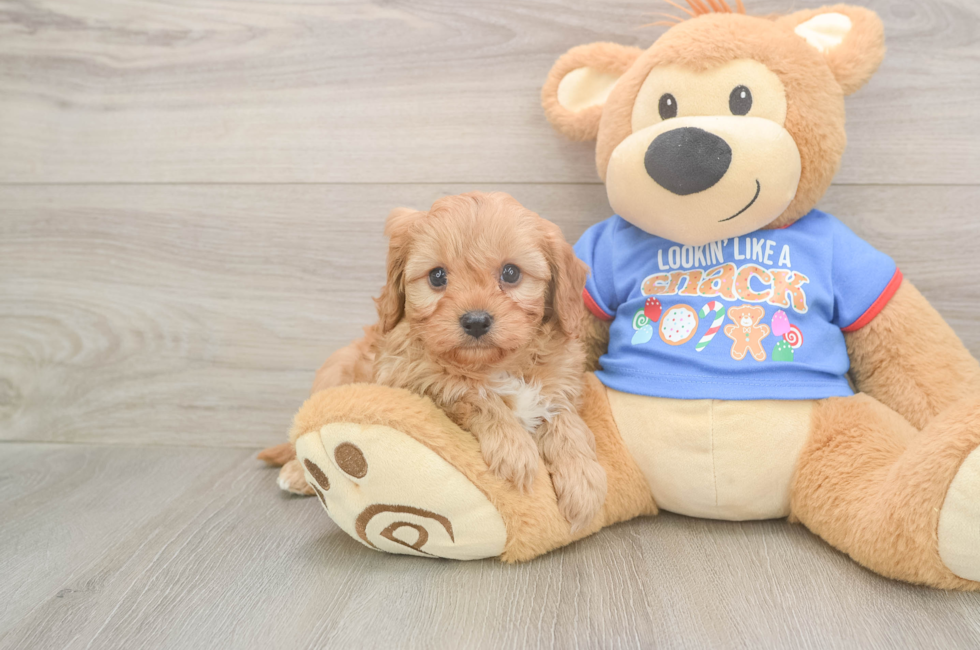 6 week old Cavapoo Puppy For Sale - Windy City Pups