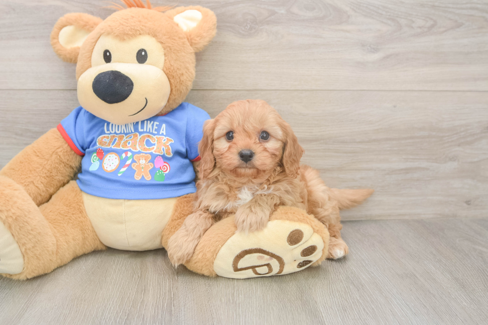 Best Cavapoo Baby
