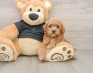 8 week old Cavapoo Puppy For Sale - Windy City Pups