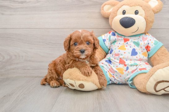Hypoallergenic Cavadoodle Poodle Mix Puppy