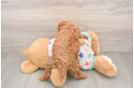 Cavapoo Puppy for Adoption