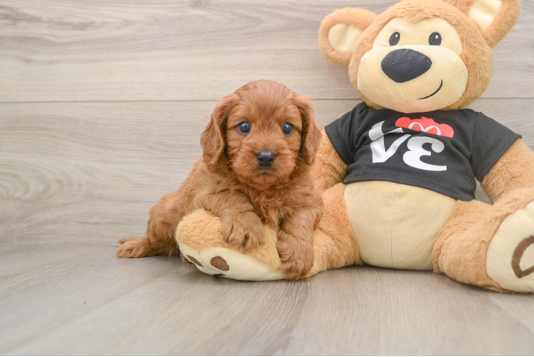 Cavapoo Puppy for Adoption