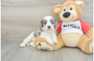 Cavapoo Puppy for Adoption