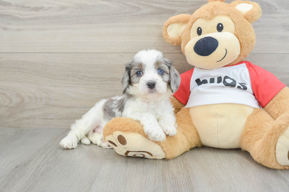 6 week old Cavapoo Puppy For Sale - Windy City Pups