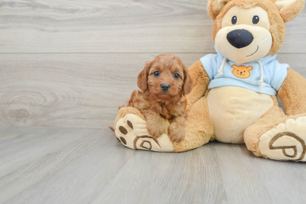 Friendly Cavapoo Baby