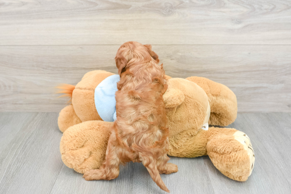 Sweet Cavapoo Baby