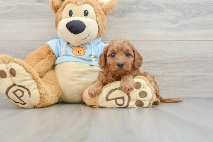 Little Cavipoo Poodle Mix Puppy