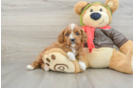 Cavapoo Puppy for Adoption