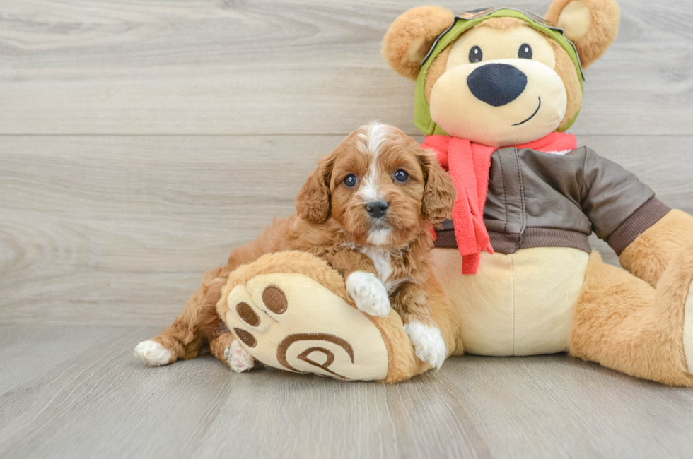 5 week old Cavapoo Puppy For Sale - Windy City Pups