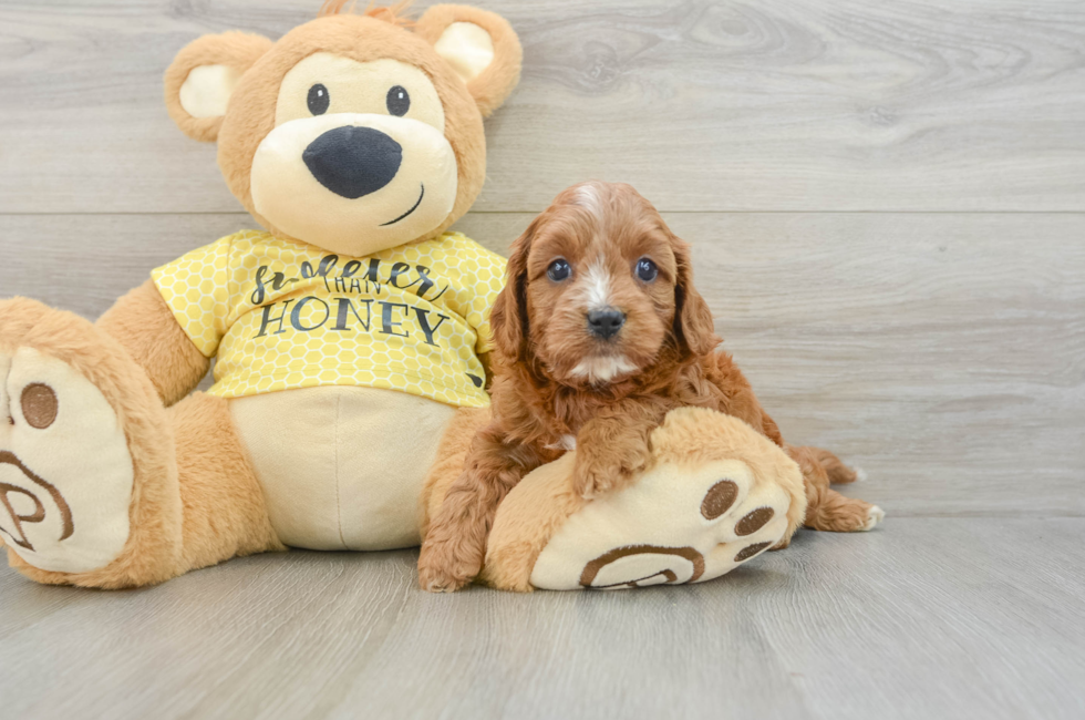 5 week old Cavapoo Puppy For Sale - Windy City Pups