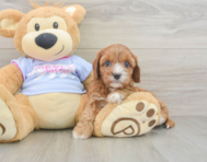 8 week old Cavapoo Puppy For Sale - Windy City Pups