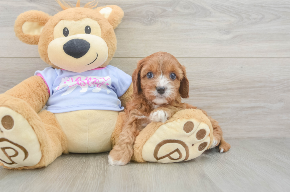 6 week old Cavapoo Puppy For Sale - Windy City Pups