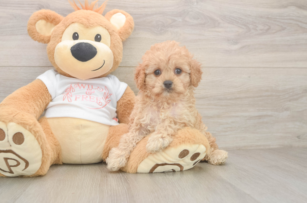 6 week old Cavapoo Puppy For Sale - Windy City Pups