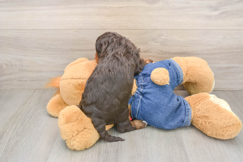 Happy Cavapoo Baby