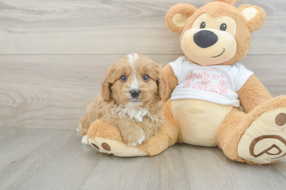 7 week old Cavapoo Puppy For Sale - Windy City Pups