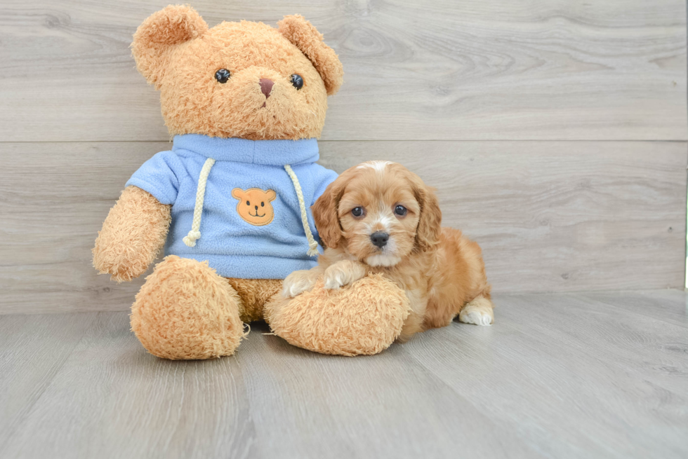 Small Cavapoo Baby