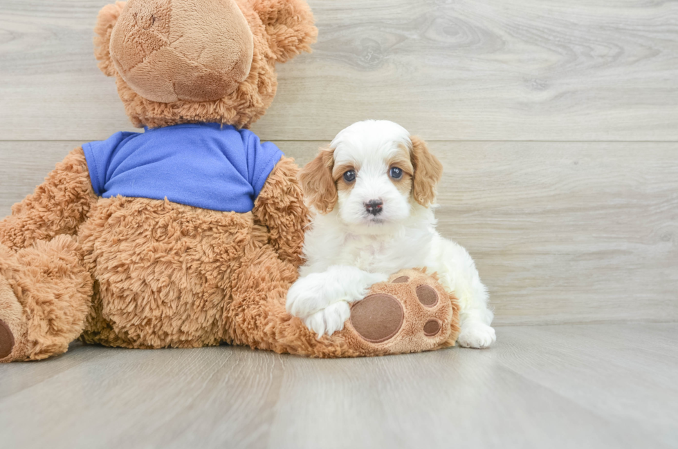 6 week old Cavapoo Puppy For Sale - Windy City Pups