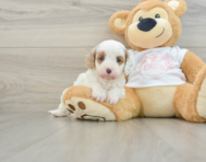 7 week old Cavapoo Puppy For Sale - Windy City Pups