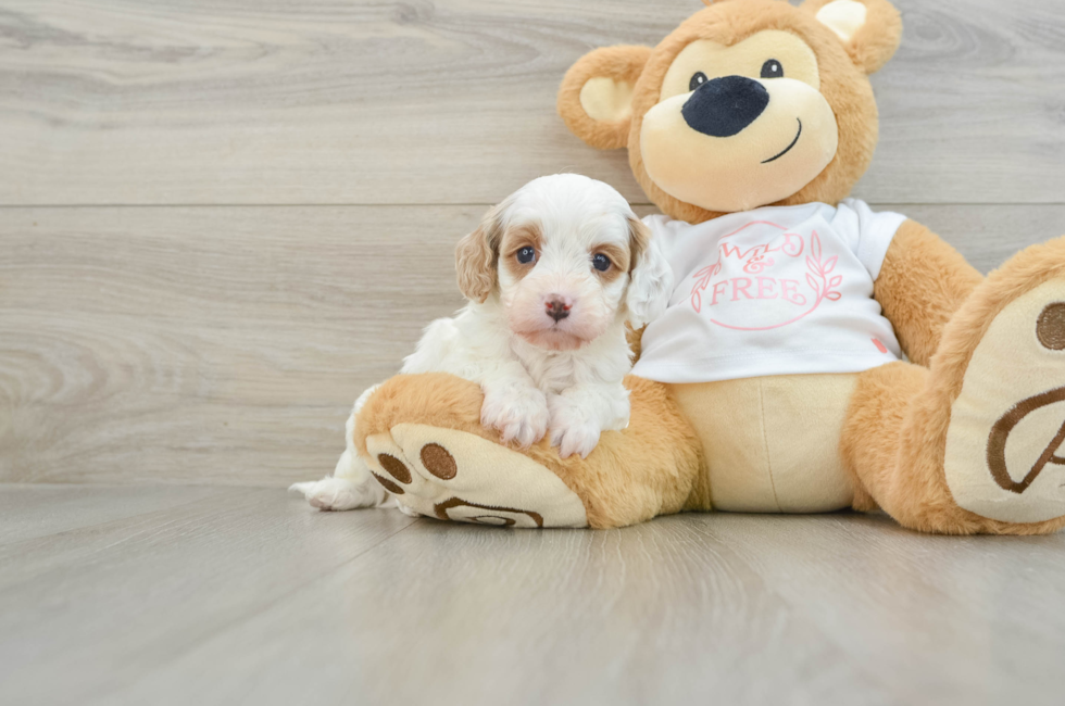 7 week old Cavapoo Puppy For Sale - Windy City Pups