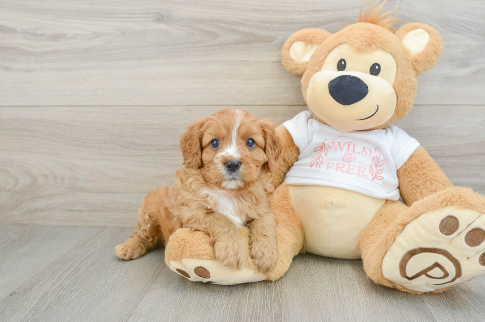 7 week old Cavapoo Puppy For Sale - Windy City Pups