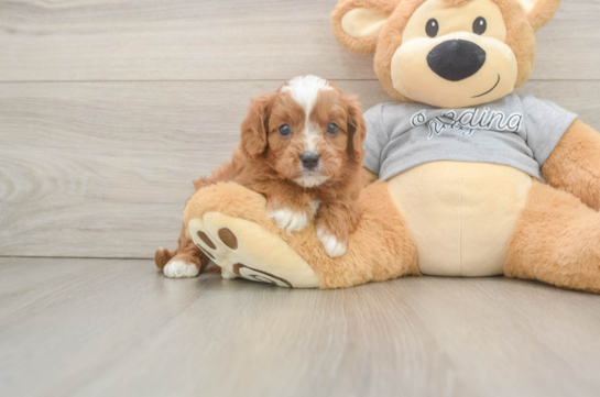 Best Cavapoo Baby