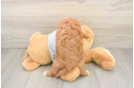 Cavapoo Puppy for Adoption