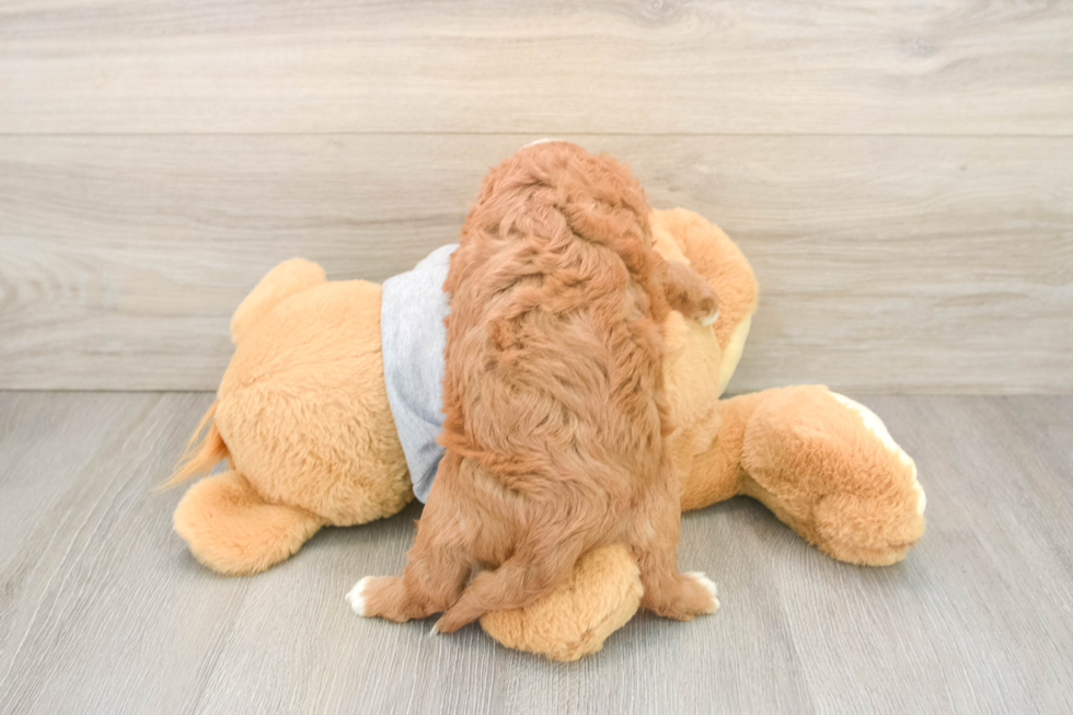 Cavapoo Puppy for Adoption