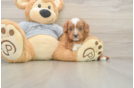 Cavapoo Pup Being Cute