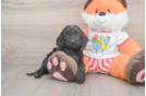 Best Cavapoo Baby