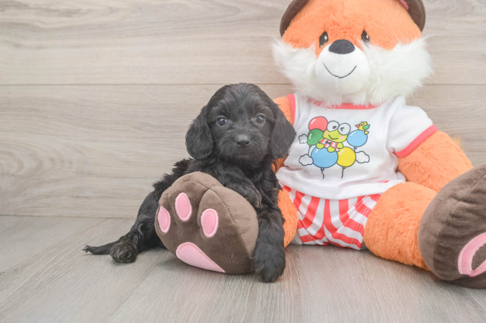 Best Cavapoo Baby