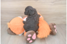 Cavapoo Puppy for Adoption